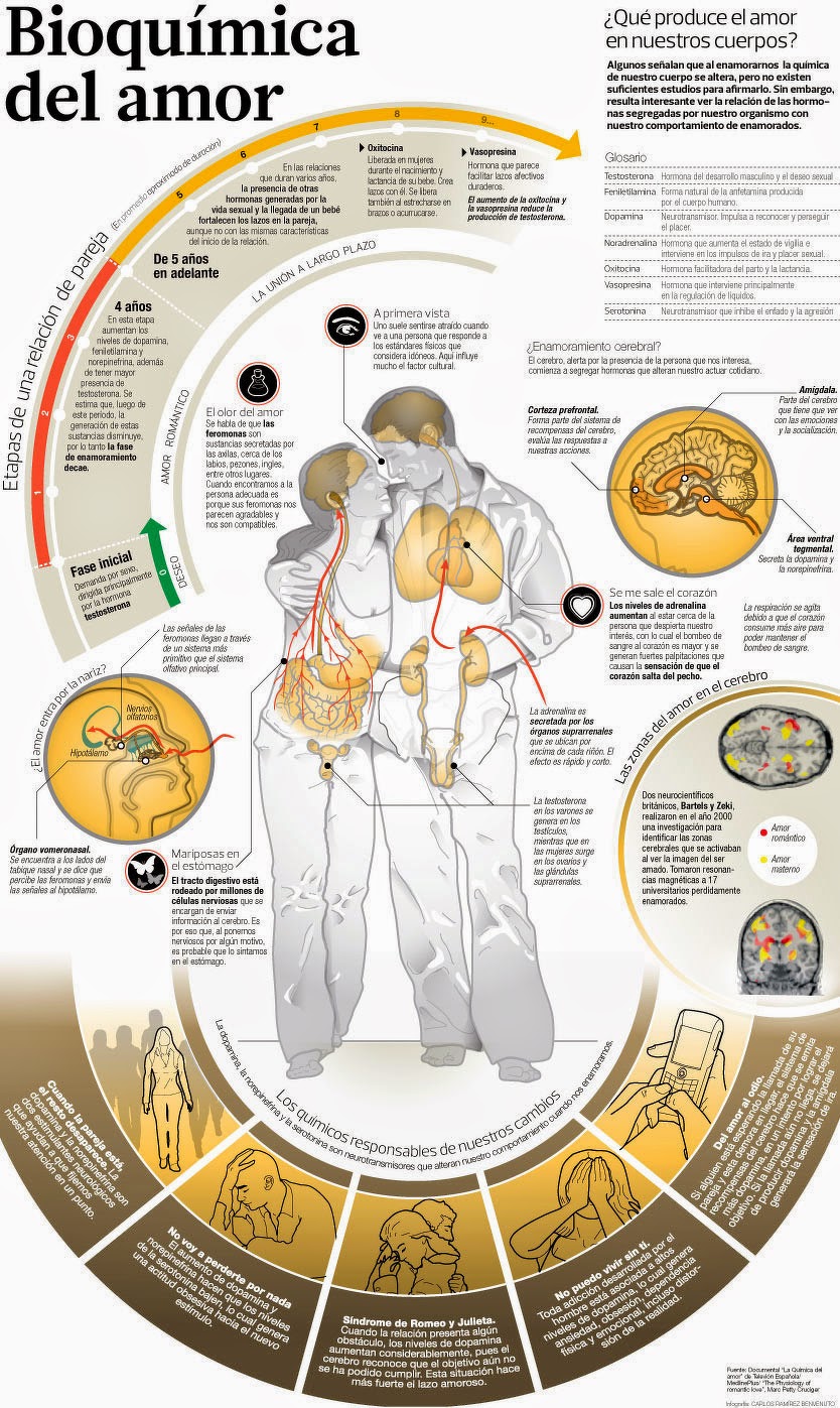 bioquímica del amor